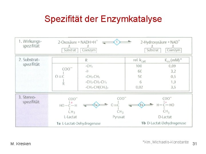 Spezifität der Enzymkatalyse * M. Kresken *Km, Michaelis-Konstante 31 