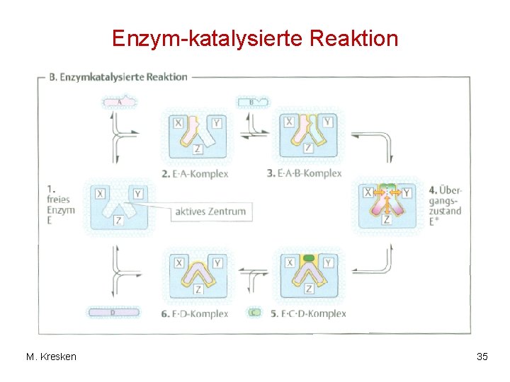 Enzym-katalysierte Reaktion M. Kresken 35 