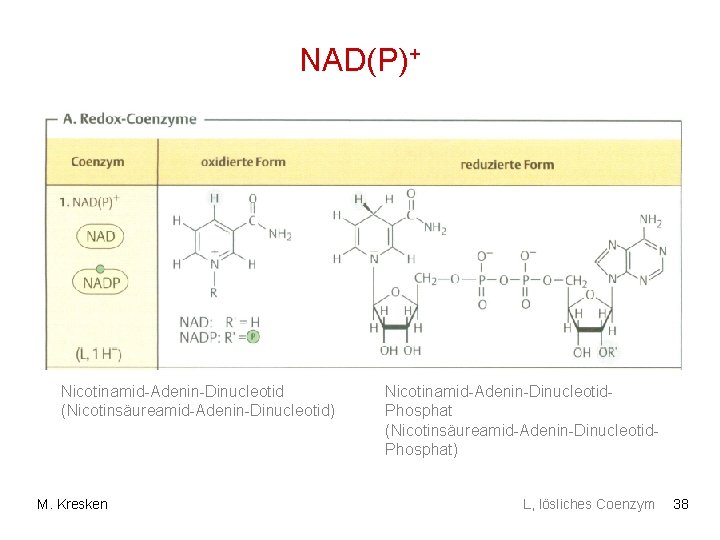 NAD(P)+ Nicotinamid-Adenin-Dinucleotid (Nicotinsäureamid-Adenin-Dinucleotid) M. Kresken Nicotinamid-Adenin-Dinucleotid. Phosphat (Nicotinsäureamid-Adenin-Dinucleotid. Phosphat) L, lösliches Coenzym 38 