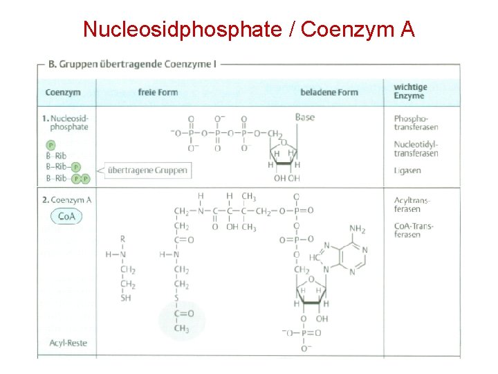 Nucleosidphosphate / Coenzym A 