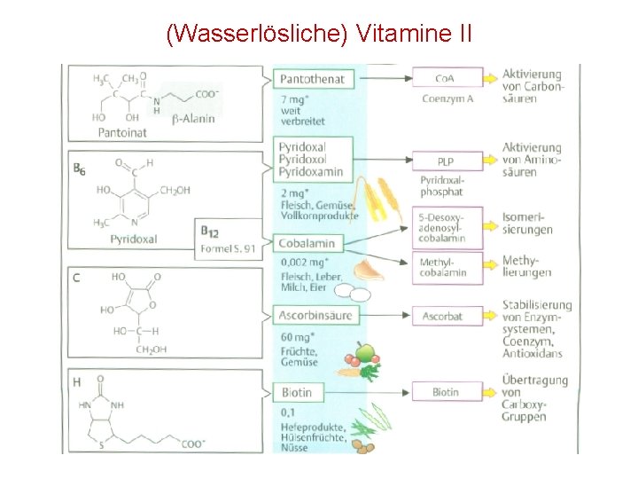 (Wasserlösliche) Vitamine II 