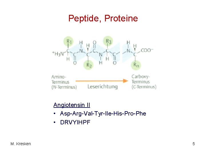 Peptide, Proteine Angiotensin II • Asp-Arg-Val-Tyr-Ile-His-Pro-Phe • DRVYIHPF M. Kresken 5 