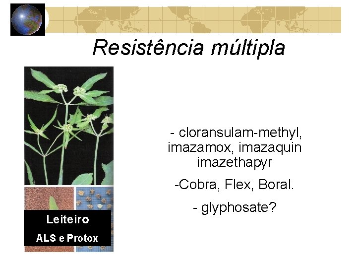 Resistência múltipla - cloransulam-methyl, imazamox, imazaquin imazethapyr -Cobra, Flex, Boral. Leiteiro ALS e Protox