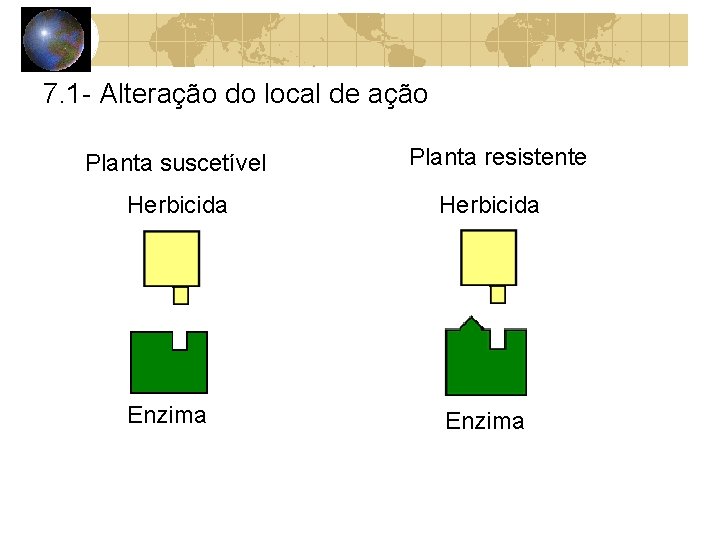 7. 1 - Alteração do local de ação Planta suscetível Planta resistente Herbicida Enzima