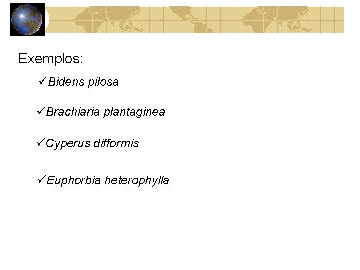 Exemplos: Bidens pilosa Brachiaria plantaginea Cyperus difformis Euphorbia heterophylla 