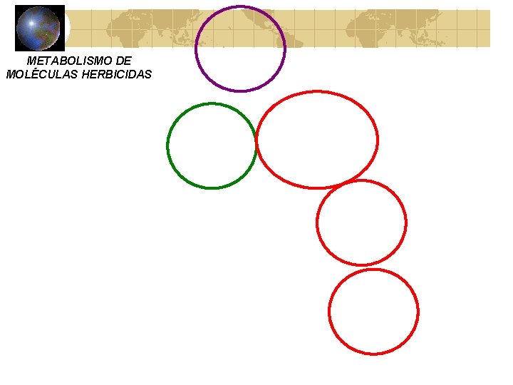 METABOLISMO DE MOLÉCULAS HERBICIDAS 