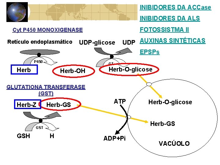 INIBIDORES DA ACCase INIBIDORES DA ALS FOTOSSISTMA II Cyt P 450 MONOXIGENASE Retículo endoplasmático