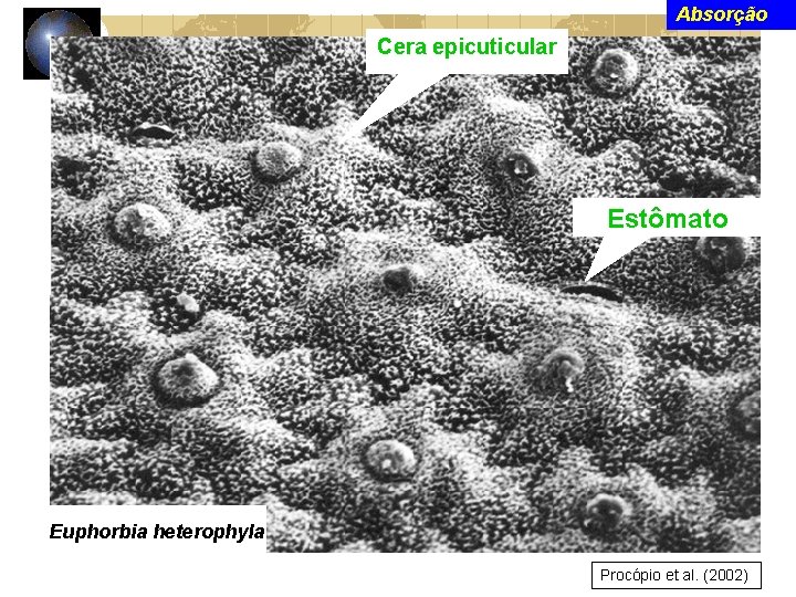 Absorção Cera epicuticular Estômato Euphorbia heterophyla Procópio et al. (2002) 