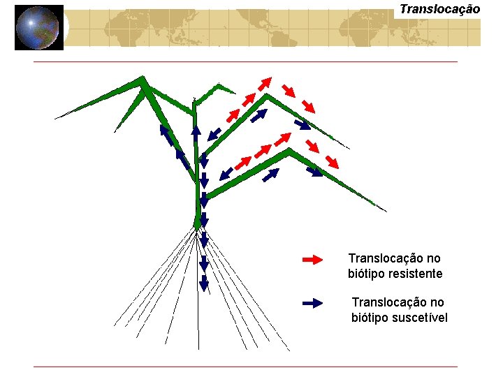 Translocação no biótipo resistente Translocação no biótipo suscetível 