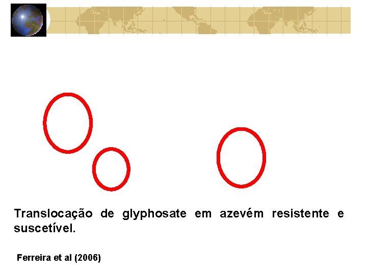 Translocação de glyphosate em azevém resistente e suscetível. Ferreira et al (2006) 