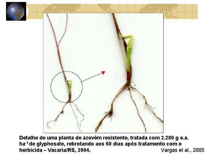 Detalhe de uma planta de azevém resistente, tratada com 2. 280 g e. a.