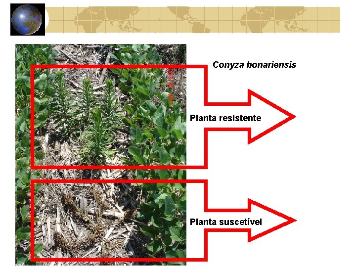 Conyza bonariensis Planta resistente Planta suscetível 