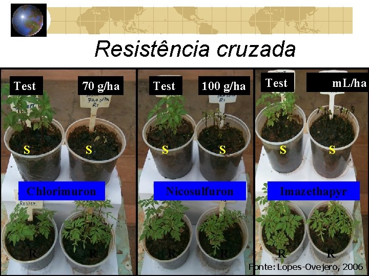 Resistência cruzada Test. S 70 g/ha S Test. 100 g/ha S S Test. S