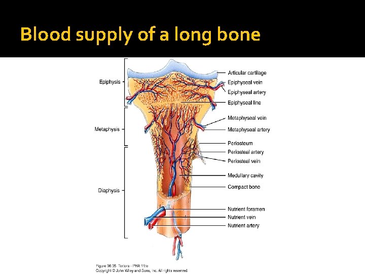 Blood supply of a long bone Copyright 2009 John Wiley & Sons, Inc. 
