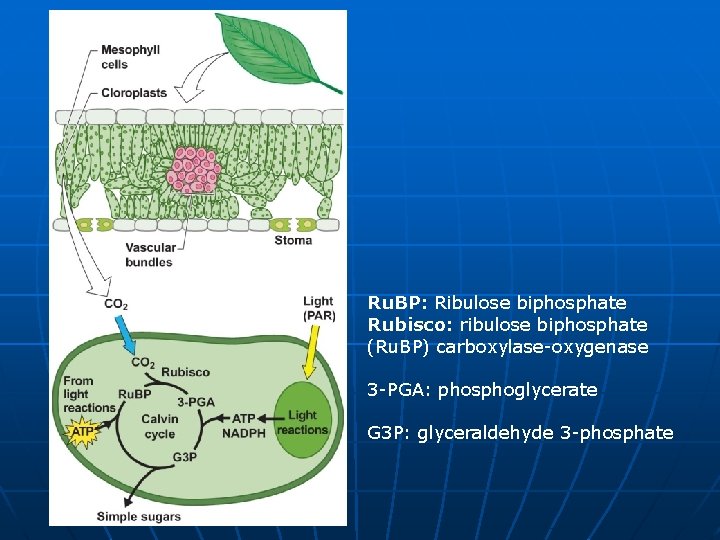 Ru. BP: Ribulose biphosphate Rubisco: ribulose biphosphate (Ru. BP) carboxylase-oxygenase 3 -PGA: phosphoglycerate G