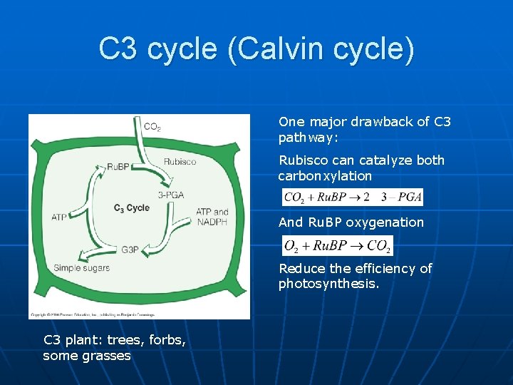 C 3 cycle (Calvin cycle) One major drawback of C 3 pathway: Rubisco can