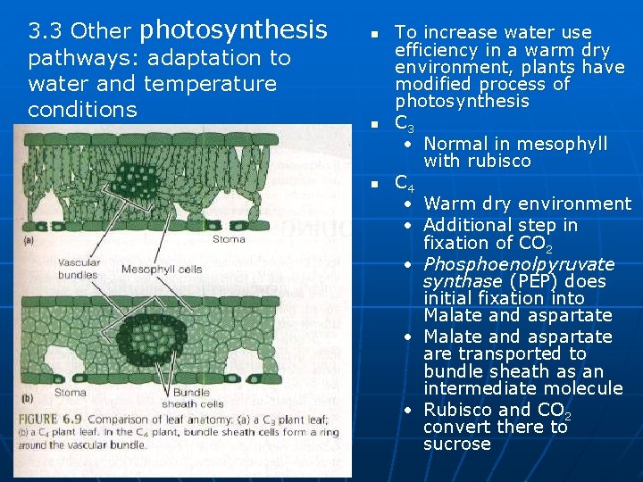 3. 3 Other photosynthesis pathways: adaptation to water and temperature conditions n n n