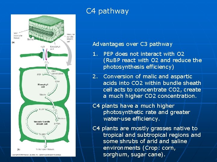 C 4 pathway Advantages over C 3 pathway 1. PEP does not interact with