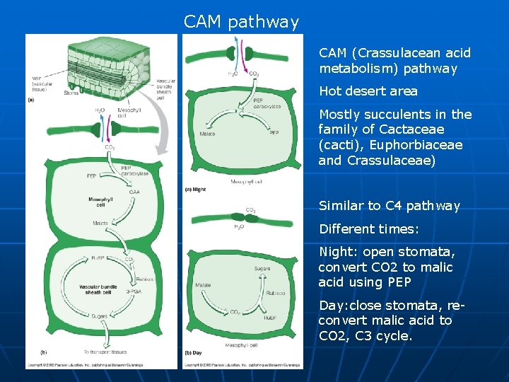 CAM pathway CAM (Crassulacean acid metabolism) pathway Hot desert area Mostly succulents in the