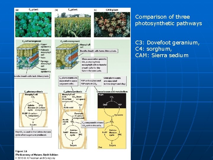 Comparison of three photosynthetic pathways C 3: Dovefoot geranium, C 4: sorghum, CAM: Sierra