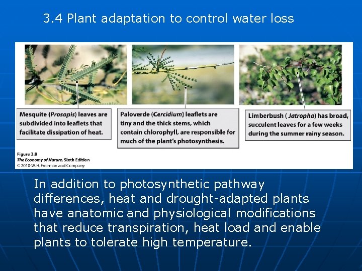 3. 4 Plant adaptation to control water loss In addition to photosynthetic pathway differences,