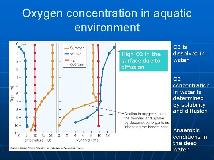 Oxygen concentration in aquatic environment High O 2 in the surface due to diffusion