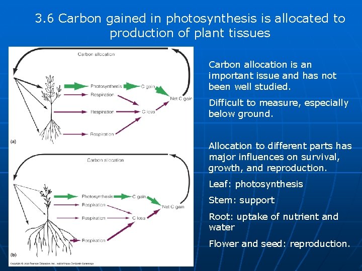 3. 6 Carbon gained in photosynthesis is allocated to production of plant tissues Carbon