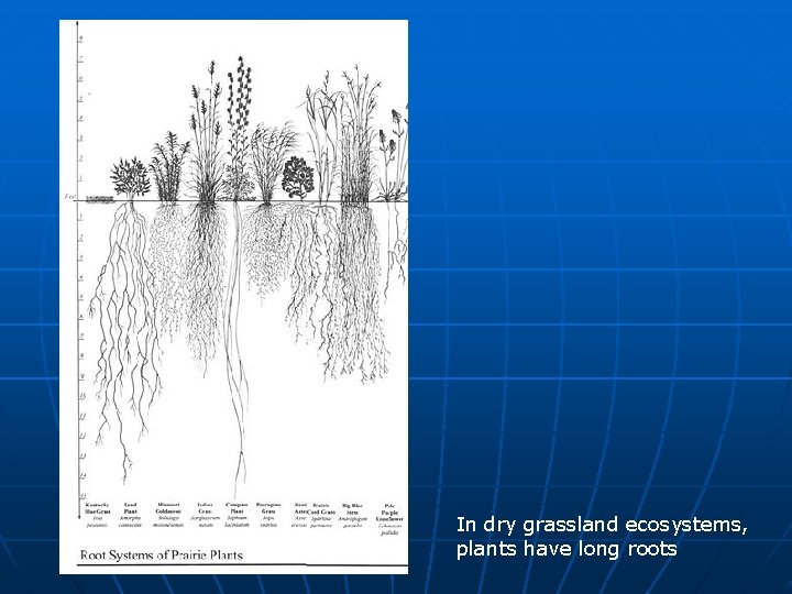 In dry grassland ecosystems, plants have long roots 