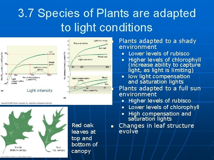 3. 7 Species of Plants are adapted to light conditions n Plants adapted to