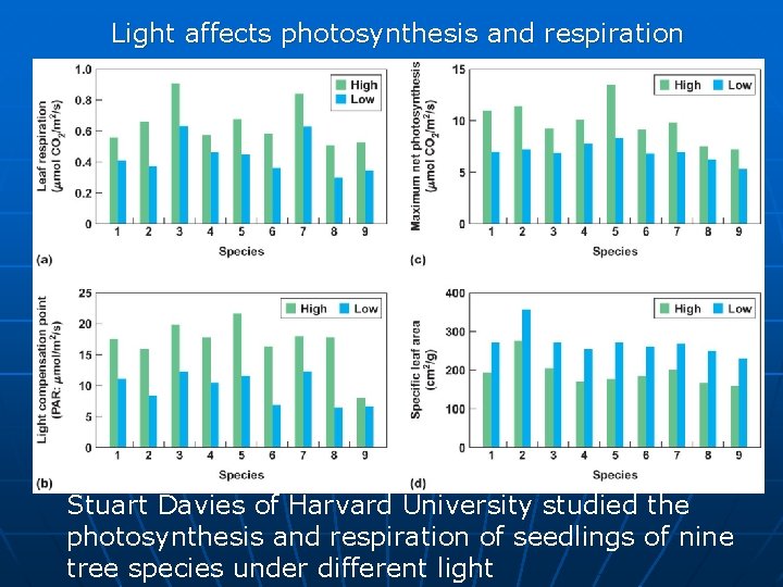 Light affects photosynthesis and respiration Stuart Davies of Harvard University studied the photosynthesis and