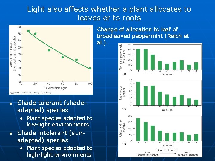 Light also affects whether a plant allocates to leaves or to roots Change of