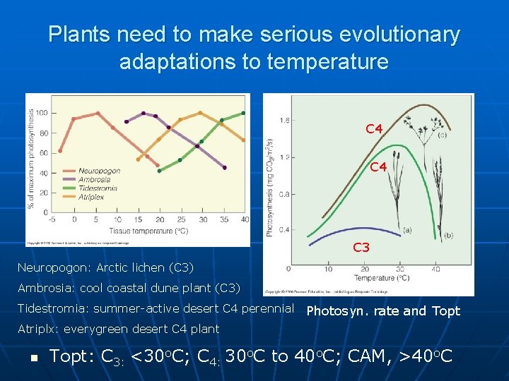 Plants need to make serious evolutionary adaptations to temperature C 4 C 3 Neuropogon: