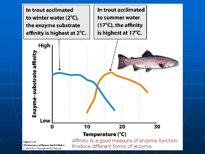 Affinity is a good measure of enzyme function. Produce different forms of enzyme. 