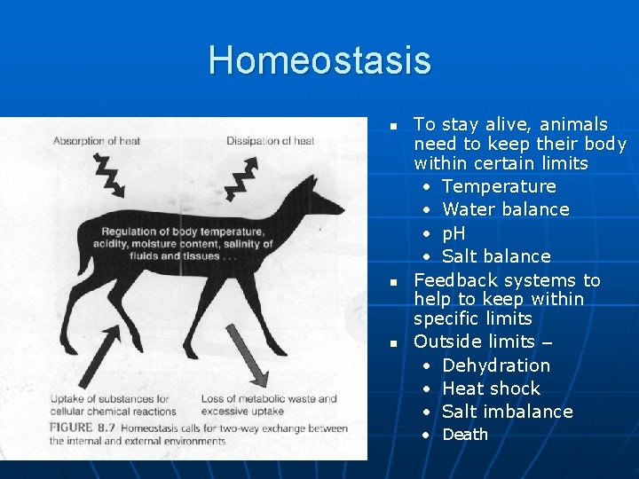 Homeostasis n n n To stay alive, animals need to keep their body within