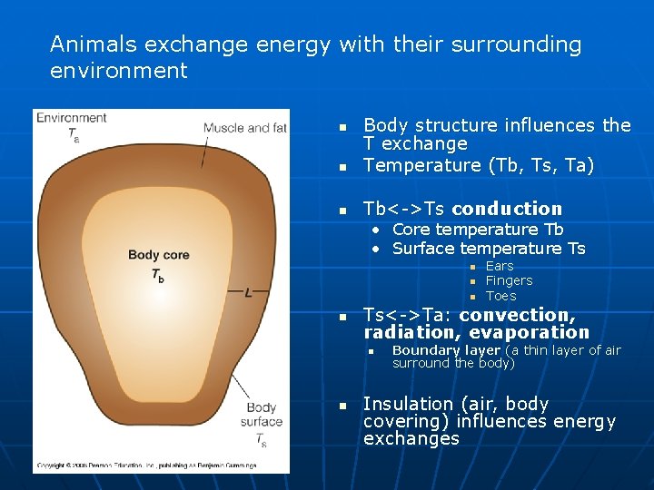 Animals exchange energy with their surrounding environment n Body structure influences the T exchange