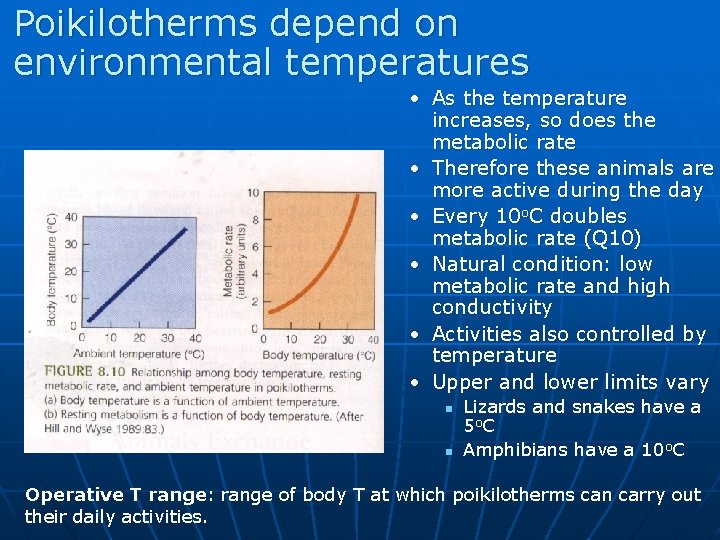 Poikilotherms depend on environmental temperatures • As the temperature increases, so does the metabolic