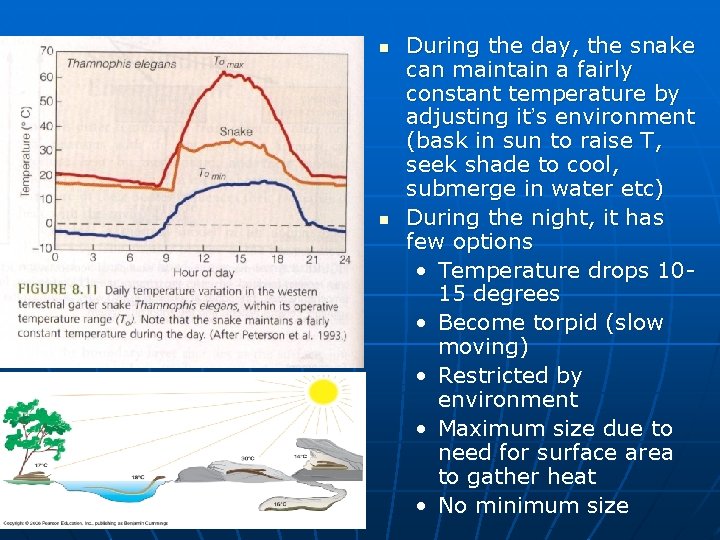 n n During the day, the snake can maintain a fairly constant temperature by