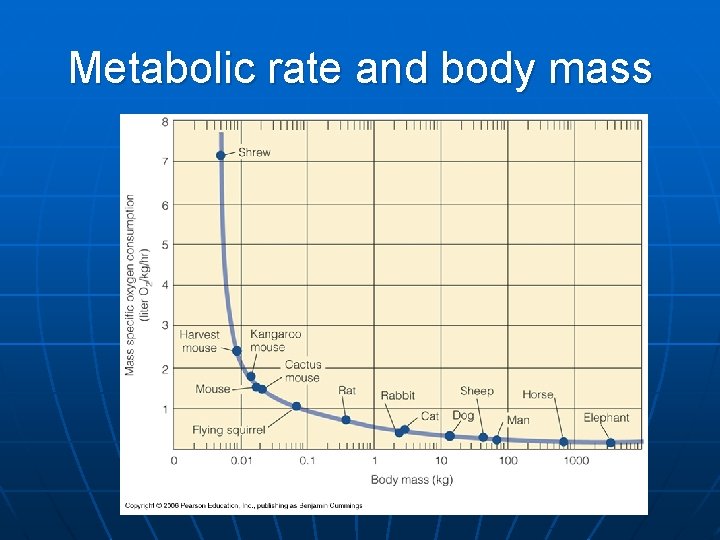 Metabolic rate and body mass 