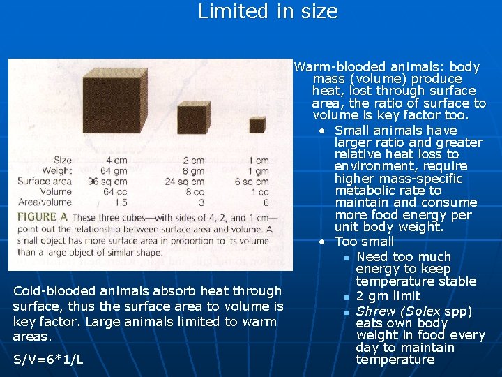Limited in size Warm-blooded animals: body mass (volume) produce heat, lost through surface area,