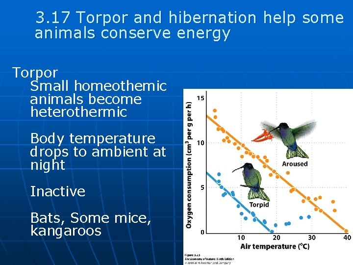 3. 17 Torpor and hibernation help some animals conserve energy Torpor Small homeothemic animals