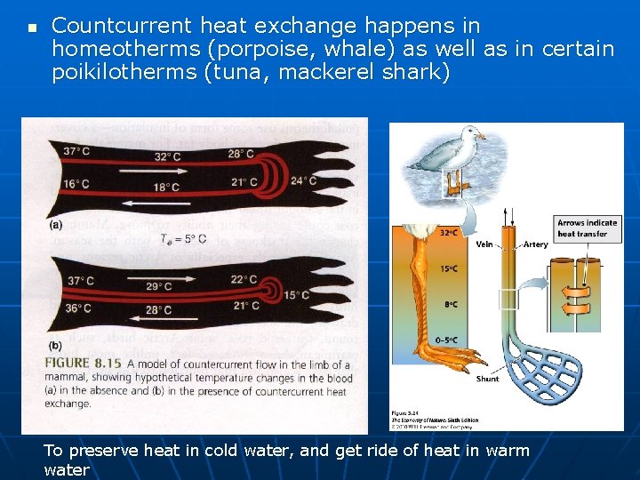 n Countcurrent heat exchange happens in homeotherms (porpoise, whale) as well as in certain