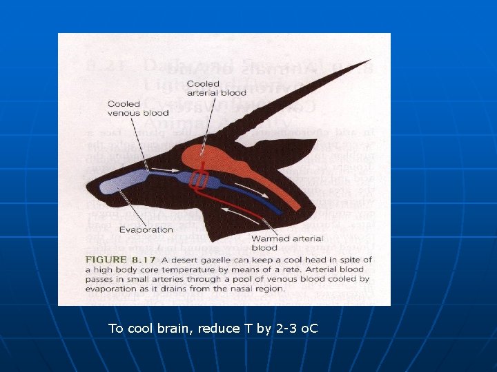 To cool brain, reduce T by 2 -3 o. C 