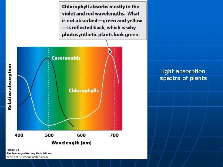 Light absorption spectra of plants 