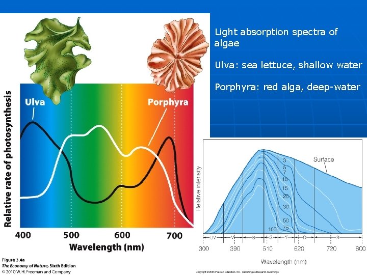 Light absorption spectra of algae Ulva: sea lettuce, shallow water Porphyra: red alga, deep-water