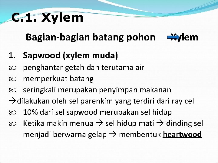 C. 1. Xylem Bagian-bagian batang pohon Xylem 1. Sapwood (xylem muda) penghantar getah dan