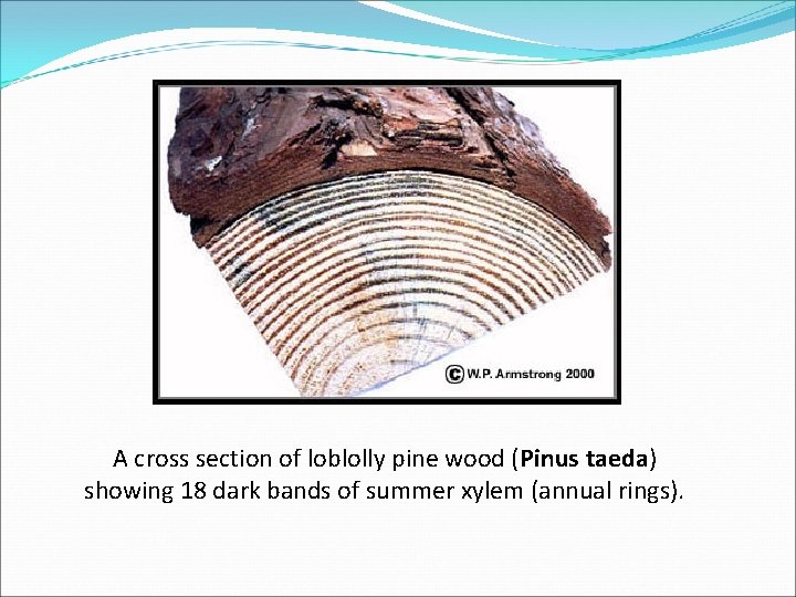 A cross section of loblolly pine wood (Pinus taeda) showing 18 dark bands of