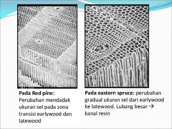 Pada Red pine: Perubahan mendadak ukuran sel pada zona transisi earlywood dan latewood Pada