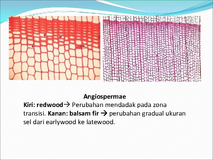 Angiospermae Kiri: redwood Perubahan mendadak pada zona transisi. Kanan: balsam fir perubahan gradual ukuran