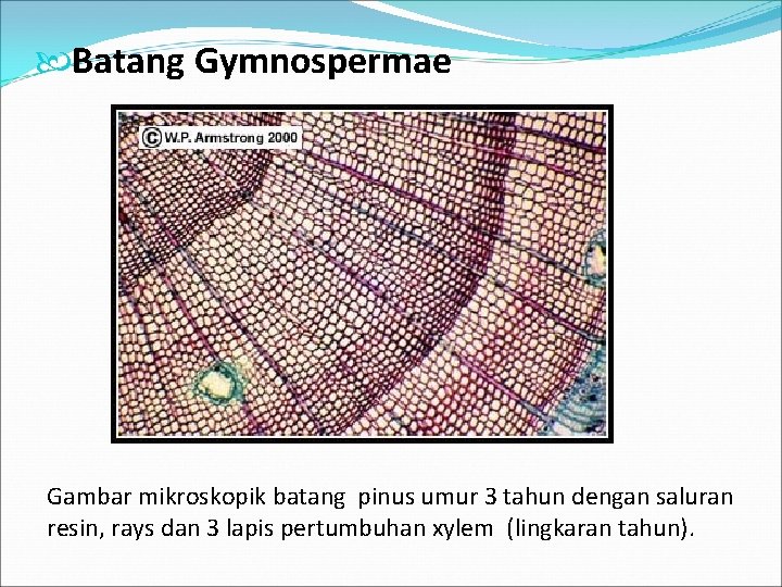  Batang Gymnospermae Gambar mikroskopik batang pinus umur 3 tahun dengan saluran resin, rays