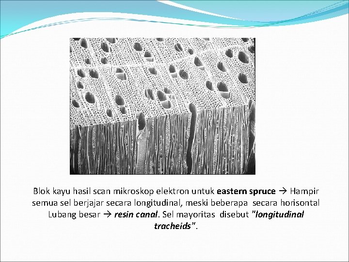 Blok kayu hasil scan mikroskop elektron untuk eastern spruce Hampir semua sel berjajar secara